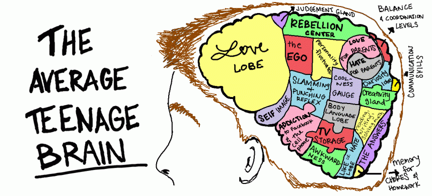 The Anatomy of a Teenager's Brain. Photo owned by Sharpestpencil.com.
